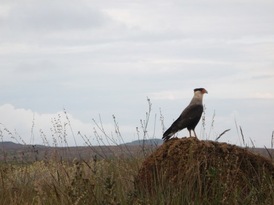 Um gavião carcará!