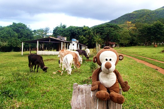 Eu e os bezerrinhos!